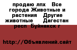 продаю лпх - Все города Животные и растения » Другие животные   . Дагестан респ.,Буйнакск г.